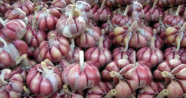 تصویر 4 از خرید و قیمت سیر تازه همدان+ فروش عمده